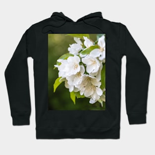 White Apple Blossoms Springtime Hoodie